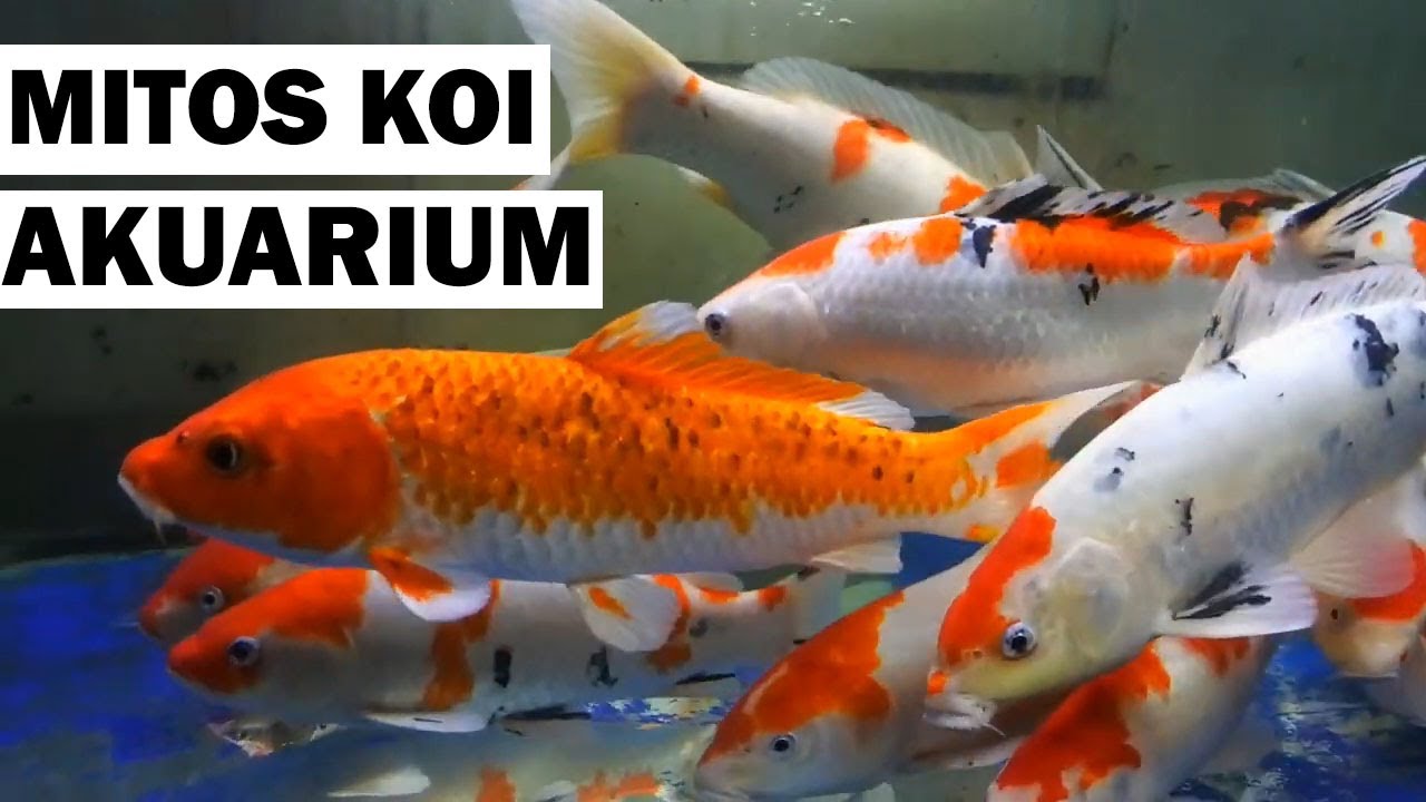 Mitos Ikan Koi