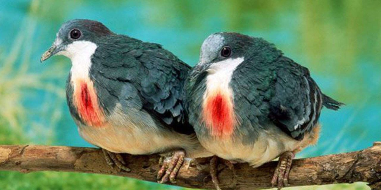 Jenis Merpati Luzon Burung Pemalu Dan Jarang Terlihat