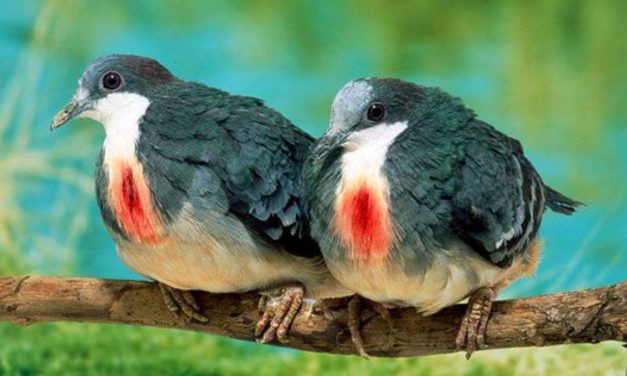 Jenis Merpati Luzon Burung Pemalu Dan Jarang Terlihat