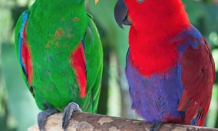 Burung Beo: Si Cerdas Peniru Kata Yang Kian Langka