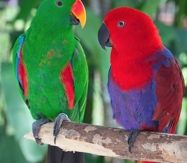 Burung Beo: Si Cerdas Peniru Kata Yang Kian Langka