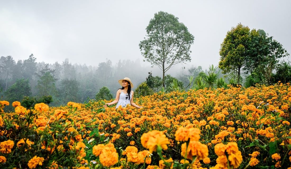 Ladang Bunga Viral: Surga Selfie Baru Di Tengah Alam Indonesia