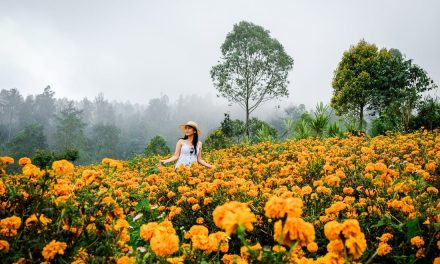 Ladang Bunga Viral: Surga Selfie Baru Di Tengah Alam Indonesia