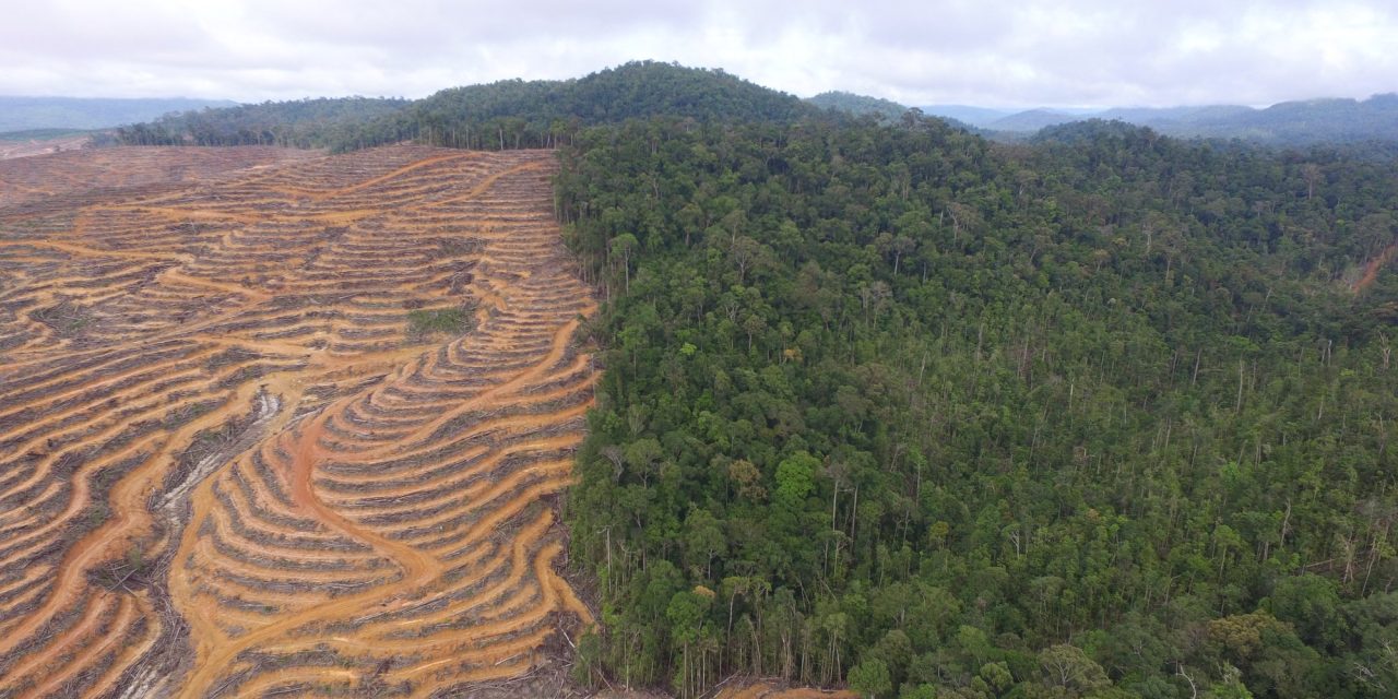 Investigasi: Industri RV AS Dorong Deforestasi Di Hutan Borneo