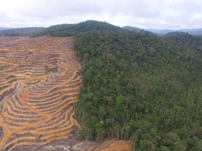 Dorong Deforestasi