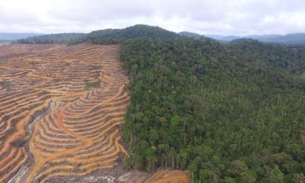 Investigasi: Industri RV AS Dorong Deforestasi Di Hutan Borneo