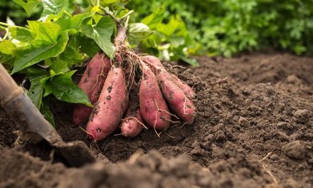 DNA Ubi Jalar: Kunci Baru Untuk Perbaikan Pertanian Global