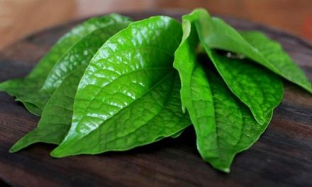 Daun Sirih: Solusi Tradisional Kesehatan & Kebersihan Optimal