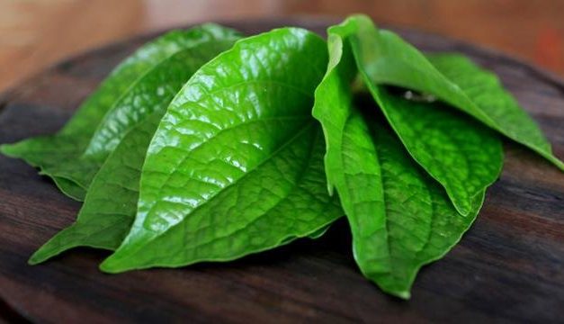 Daun Sirih: Solusi Tradisional Kesehatan & Kebersihan Optimal