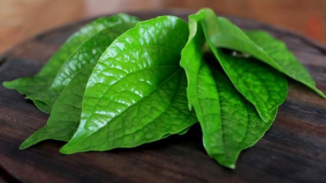 Daun Sirih: Solusi Tradisional Kesehatan & Kebersihan Optimal