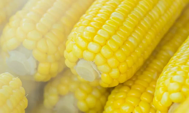 Jagung Rebus: Camilan Sehat Dengan Segudang Manfaat