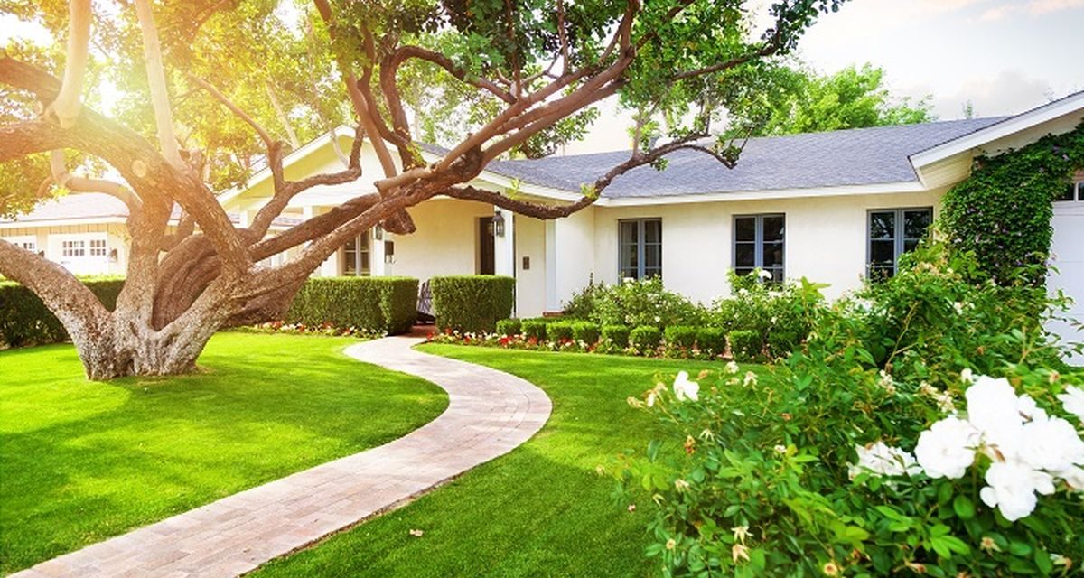 Pohon Peneduh Estetik Yang Bikin Rumah Serasa Reso