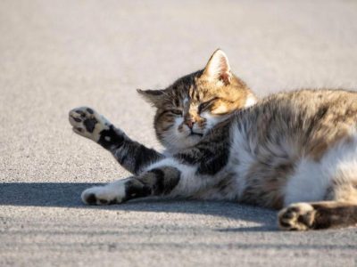 Kucing Disteril Tambah Gemuk? Ini Penjelasan Lengkapnya