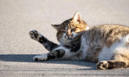 Kucing Disteril Tambah Gemuk? Ini Penjelasan Lengkapnya