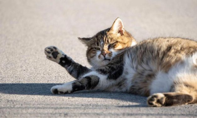 Kucing Disteril Tambah Gemuk? Ini Penjelasan Lengkapnya