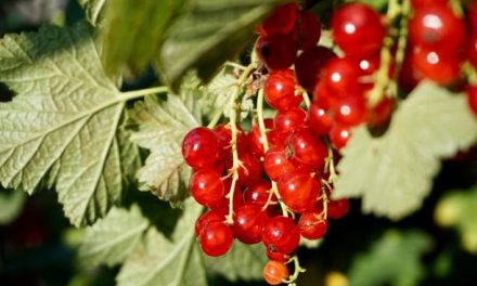 Red Currant: Superfood Asal Eropa Yang Bikin Kulit Glowing