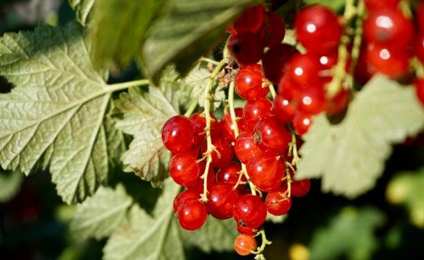 Red Currant: Superfood Asal Eropa Yang Bikin Kulit Glowing