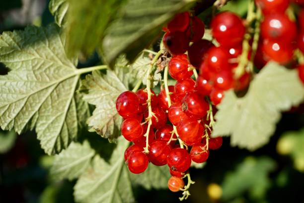 Red Currant: Superfood Asal Eropa Yang Bikin Kulit Glowing