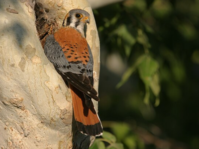 American Kestrel: Kecil, Gesit, Penjaga Alami Lahan Pertanian