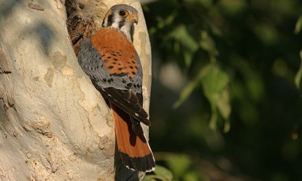 American Kestrel: Kecil, Gesit, Penjaga Alami Lahan Pertanian