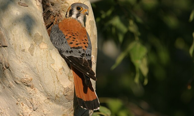 American Kestrel: Kecil, Gesit, Penjaga Alami Lahan Pertanian