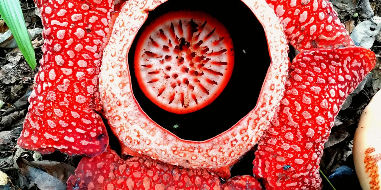 Rafflesia Arnoldii: Puspa Langka dari Jantung Hutan Sumatera