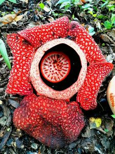 Rafflesia Arnoldii: Puspa Langka dari Jantung Hutan Sumatera
