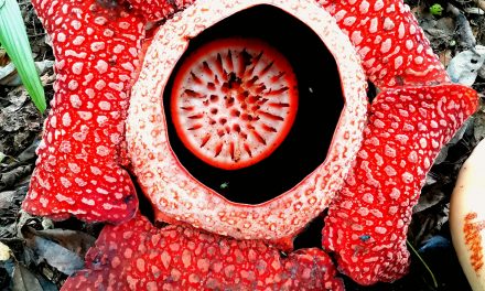 Rafflesia Arnoldii: Puspa Langka dari Jantung Hutan Sumatera