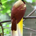 Burung Cendrawasih: Sang Permata yang Menari di Papua