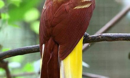 Burung Cendrawasih: Sang Permata yang Menari di Papua