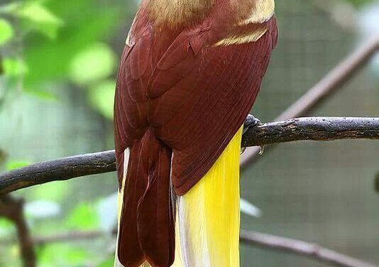 Burung Cendrawasih: Sang Permata yang Menari di Papua