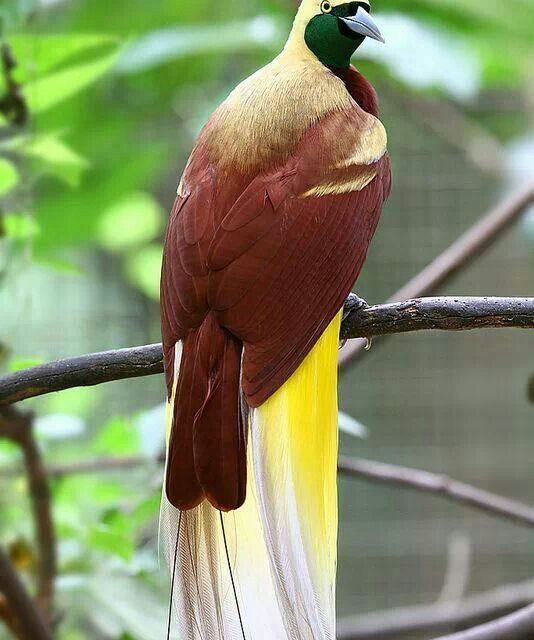 Burung Cendrawasih: Sang Permata yang Menari di Papua