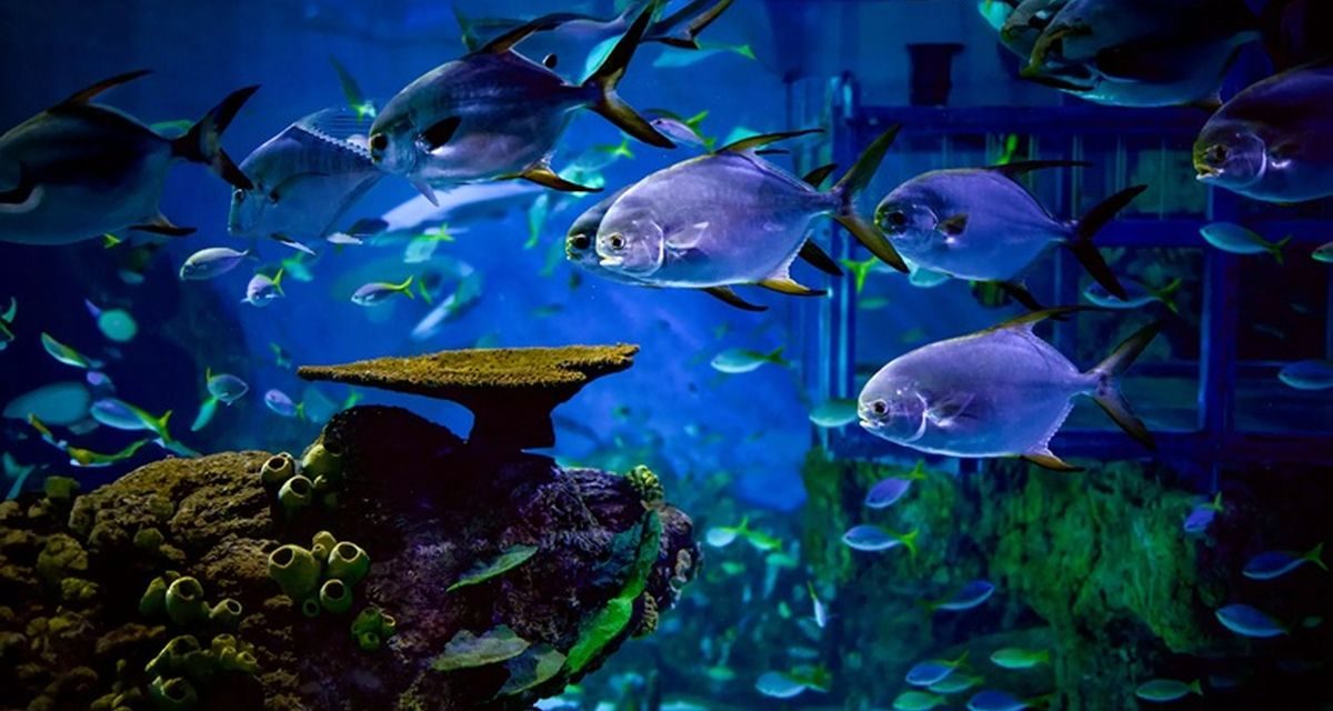 Marine Safari Bali: Serunya Belajar Sambil Jaga Laut Nusantara