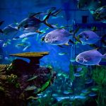 Marine Safari Bali: Serunya Belajar Sambil Jaga Laut Nusantara