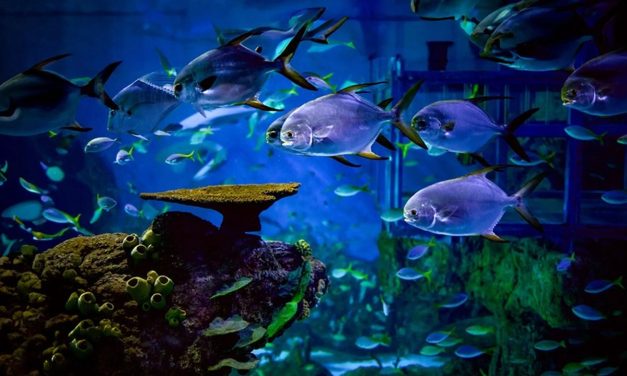 Marine Safari Bali: Serunya Belajar Sambil Jaga Laut Nusantara