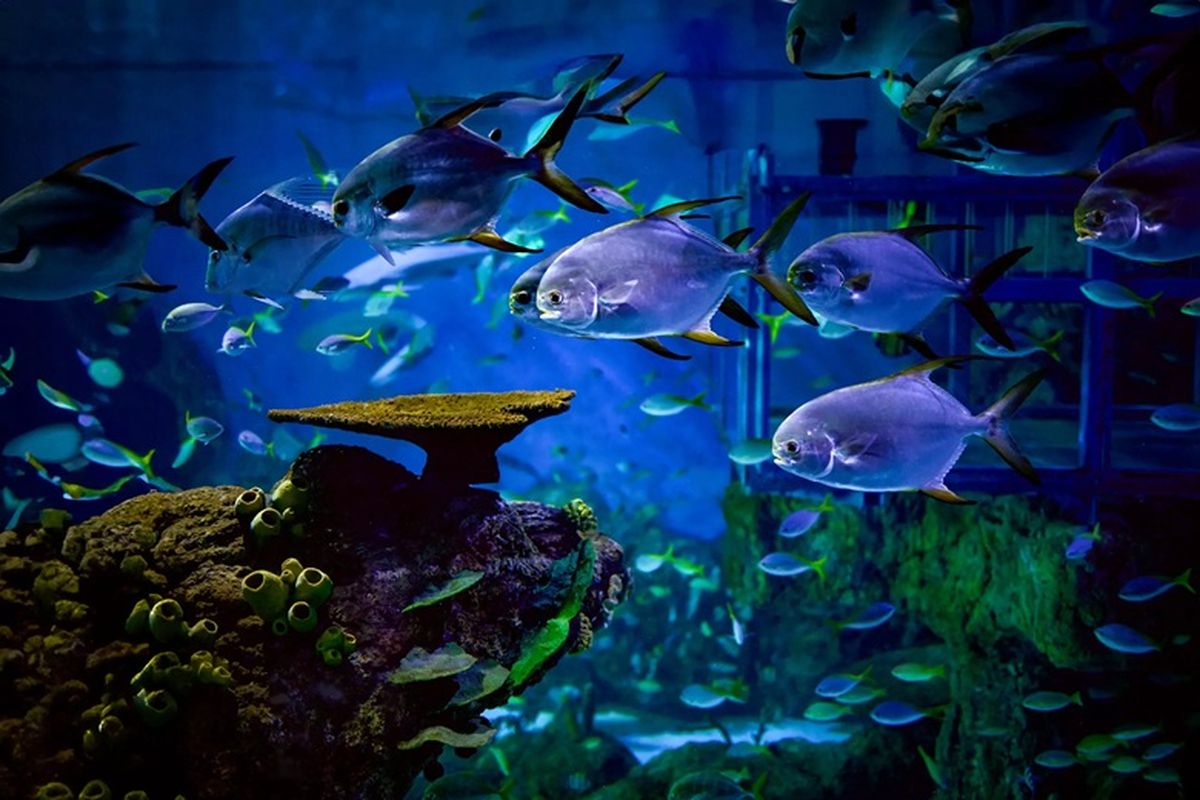 Marine Safari Bali: Serunya Belajar Sambil Jaga Laut Nusantara