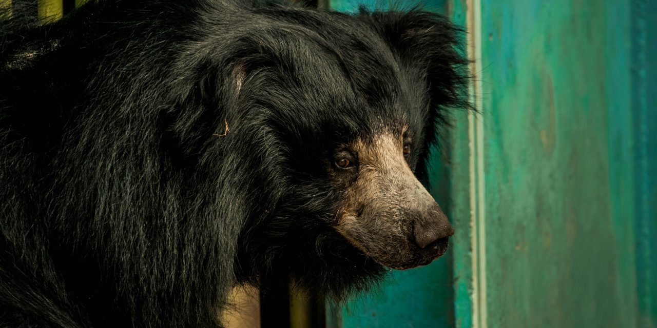 Lebih dari Sekadar Predator: Sisi Lain Beruang Hitam