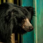 Lebih dari Sekadar Predator: Sisi Lain Beruang Hitam