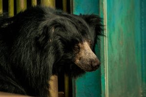 Lebih dari Sekadar Predator: Sisi Lain Beruang Hitam