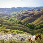 Sumba: Keajaiban Sabana dan Jejak Megalitikum di Indonesia