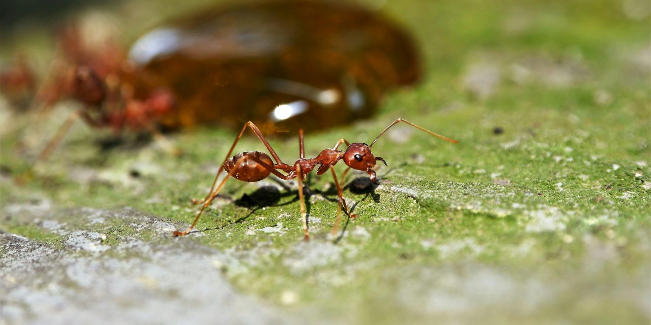 Semut Amazon: Sang Prajurit Sejati dan Fenomena Perbudakan