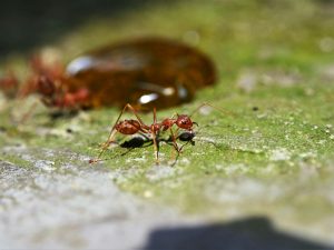 Semut Amazon: Sang Prajurit Sejati dan Fenomena Perbudakan