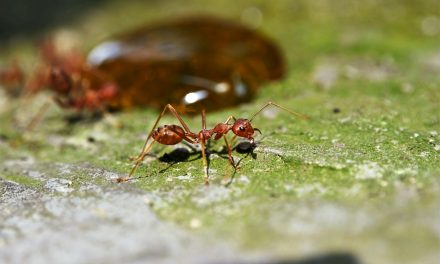 Semut Amazon: Sang Prajurit Sejati dan Fenomena Perbudakan