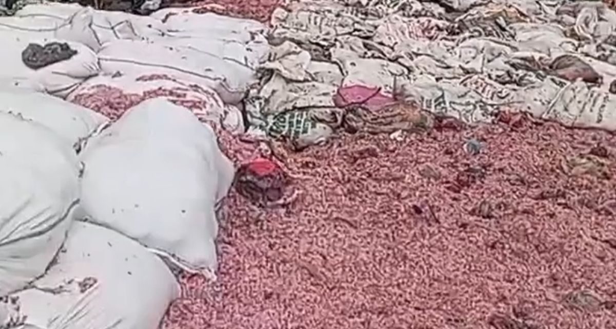 Heboh Cacahan Uang Rp100 Ribu Di Bekasi, Asli Atau Palsu?