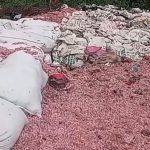 Heboh Cacahan Uang Rp100 Ribu Di Bekasi, Asli Atau Palsu?