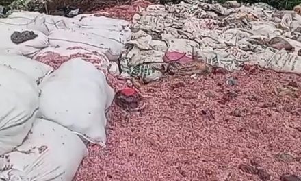 Heboh Cacahan Uang Rp100 Ribu Di Bekasi, Asli Atau Palsu?