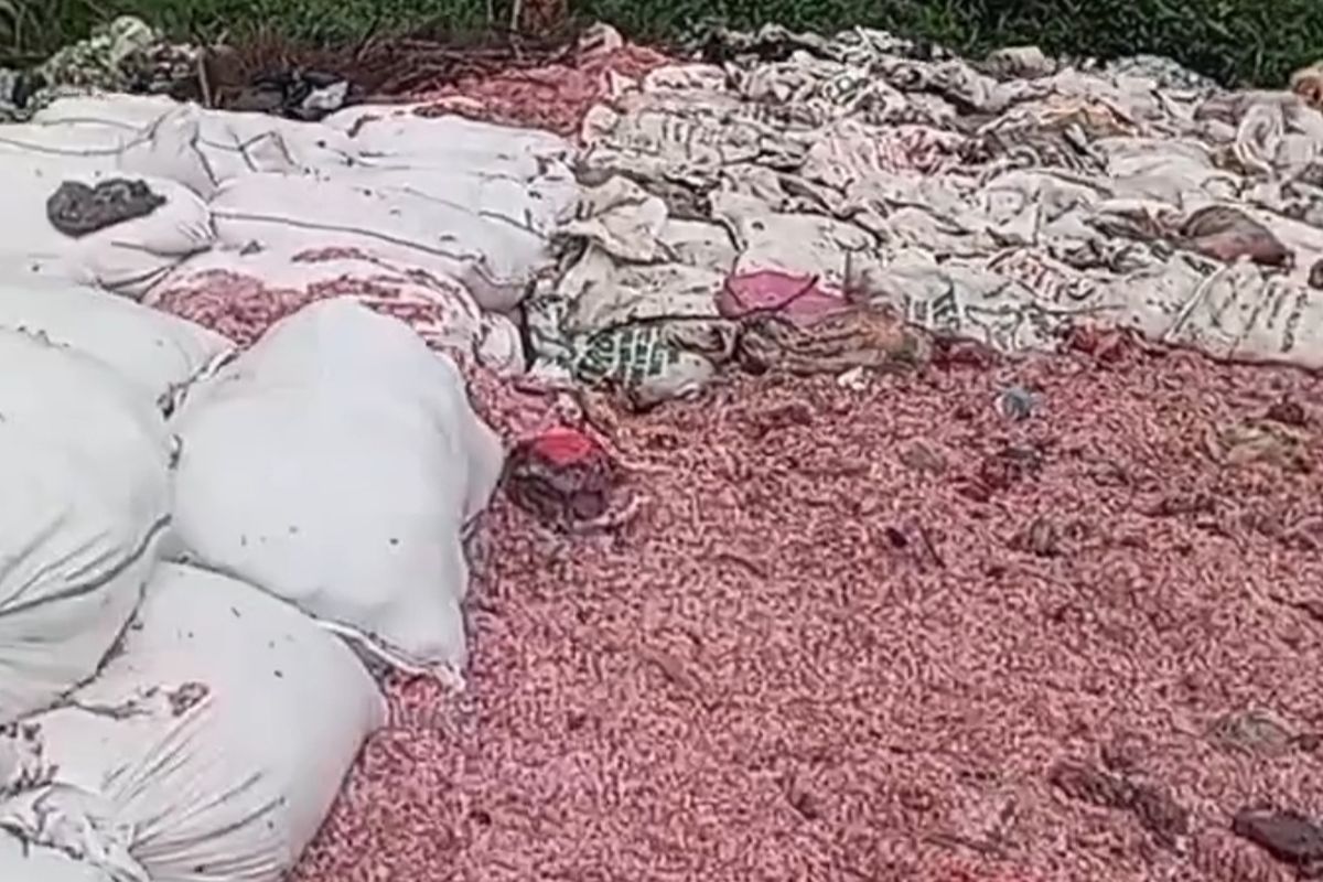 Heboh Cacahan Uang Rp100 Ribu Di Bekasi, Asli Atau Palsu?