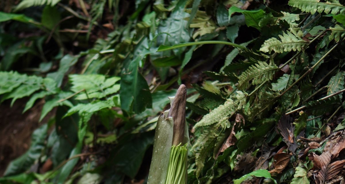 Jangan Asal Datang! Ini Aturan Lihat Bunga Bangkai Di KRB