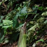 Jangan Asal Datang! Ini Aturan Lihat Bunga Bangkai Di KRB