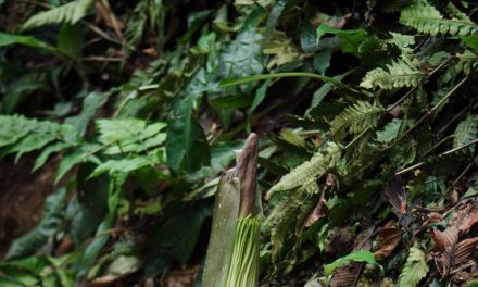 Jangan Asal Datang! Ini Aturan Lihat Bunga Bangkai Di KRB